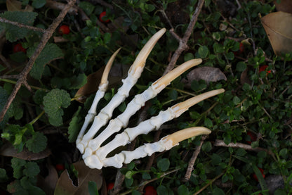 Reserved for Shayne - Badger Paw Articulation