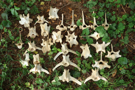 27 Whitetail Deer Vertebrae Lot