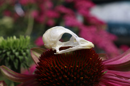 Reserved for Amber - Baby Chick Skulls
