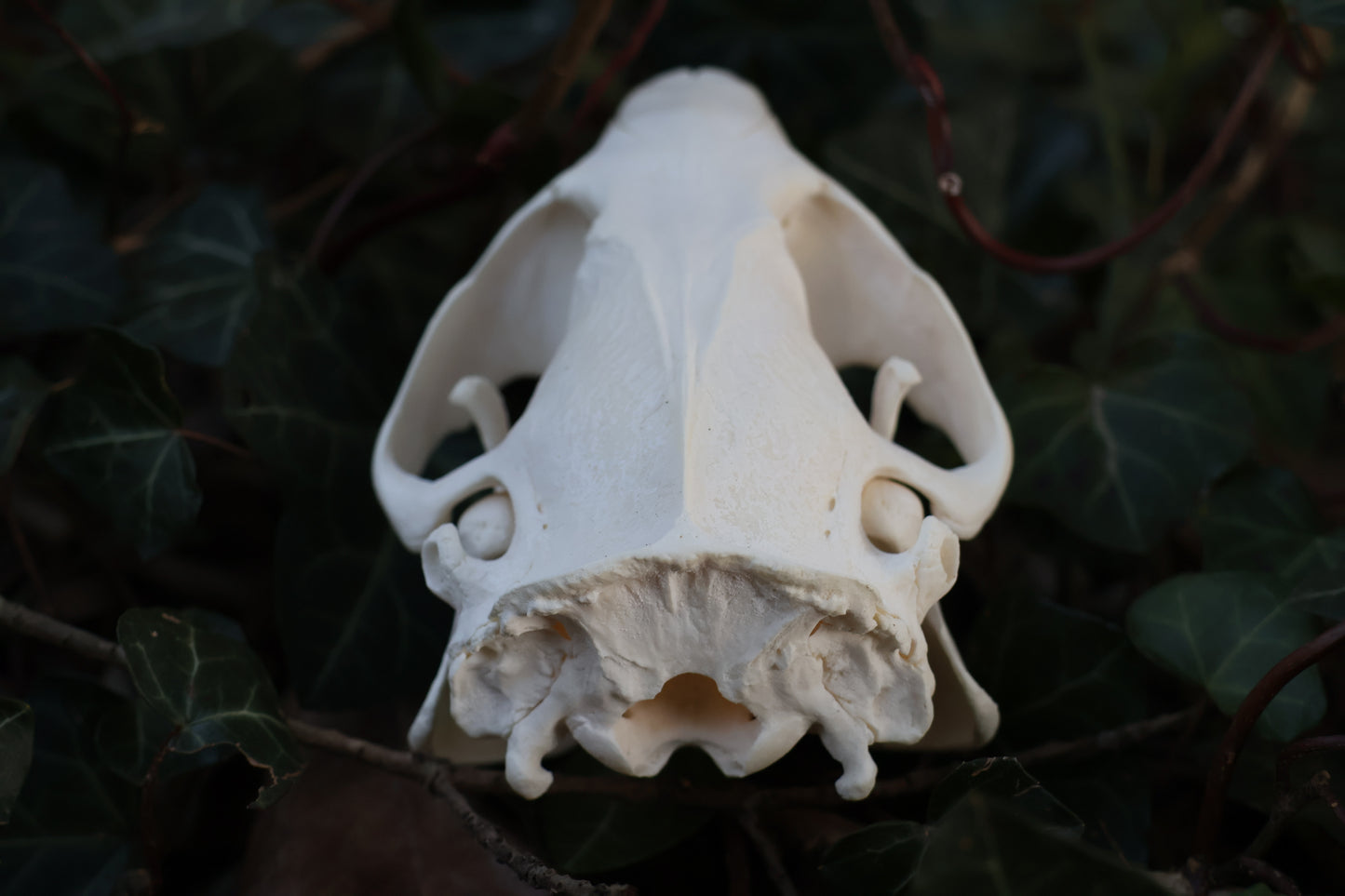 Reserved for Jessie - Beaver Skull