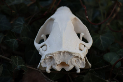 Reserved for Jessie - Beaver Skull