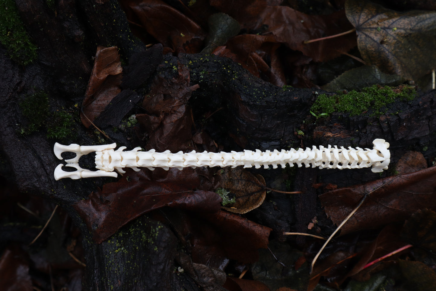 Kitten Spine Shadow Box
