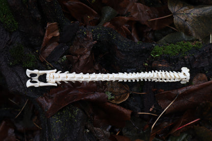 Kitten Spine Shadow Box