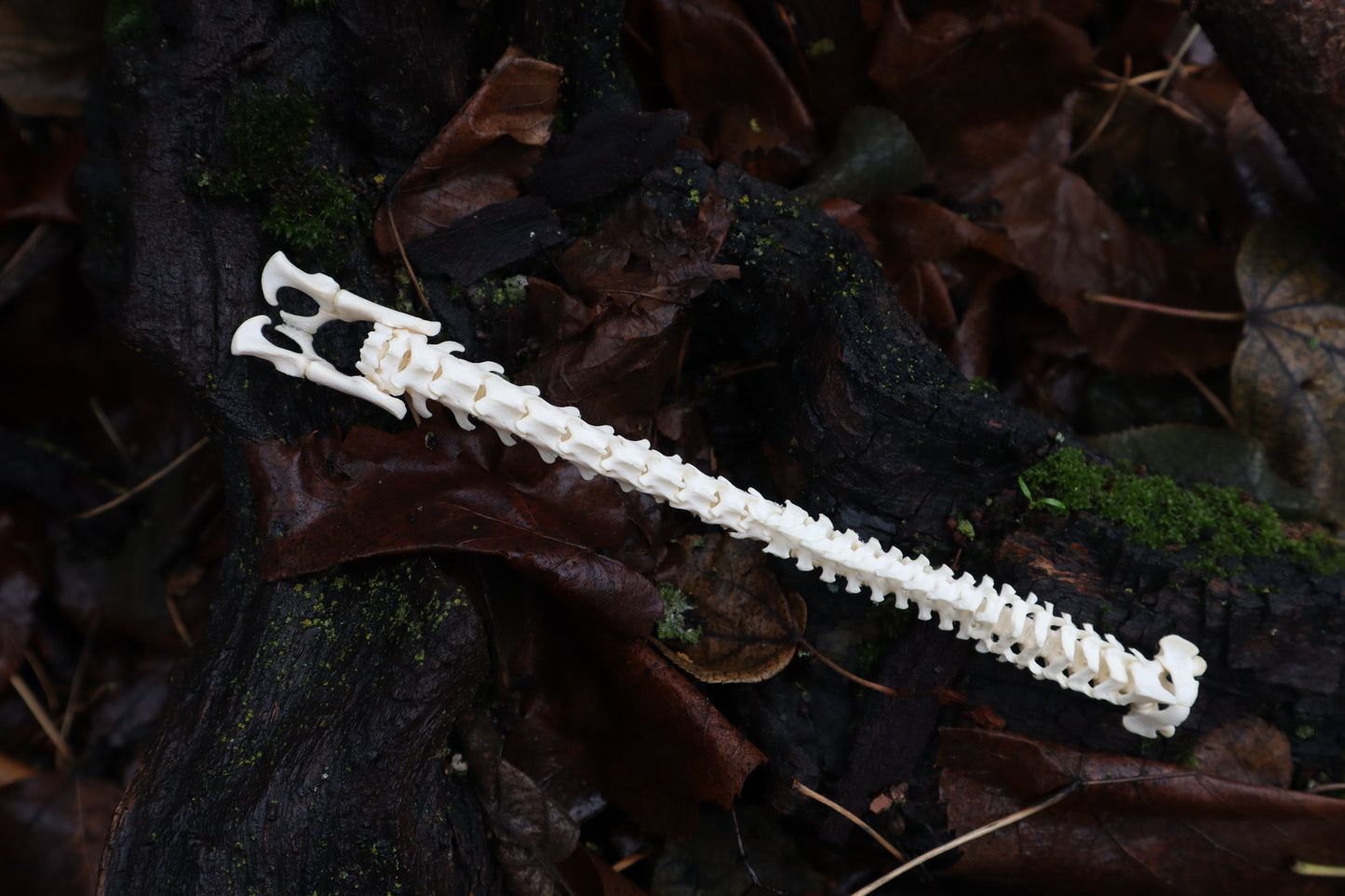 Kitten Spine Shadow Box