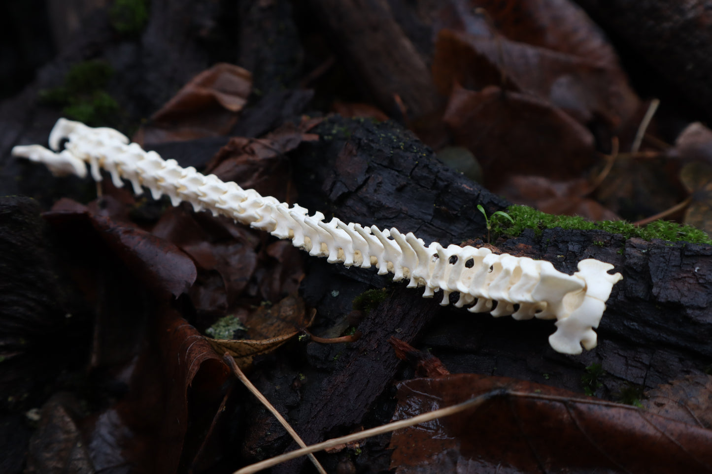 Kitten Spine Shadow Box