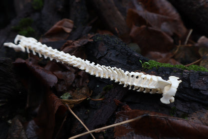 Kitten Spine Shadow Box