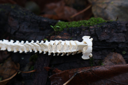 Kitten Spine Shadow Box