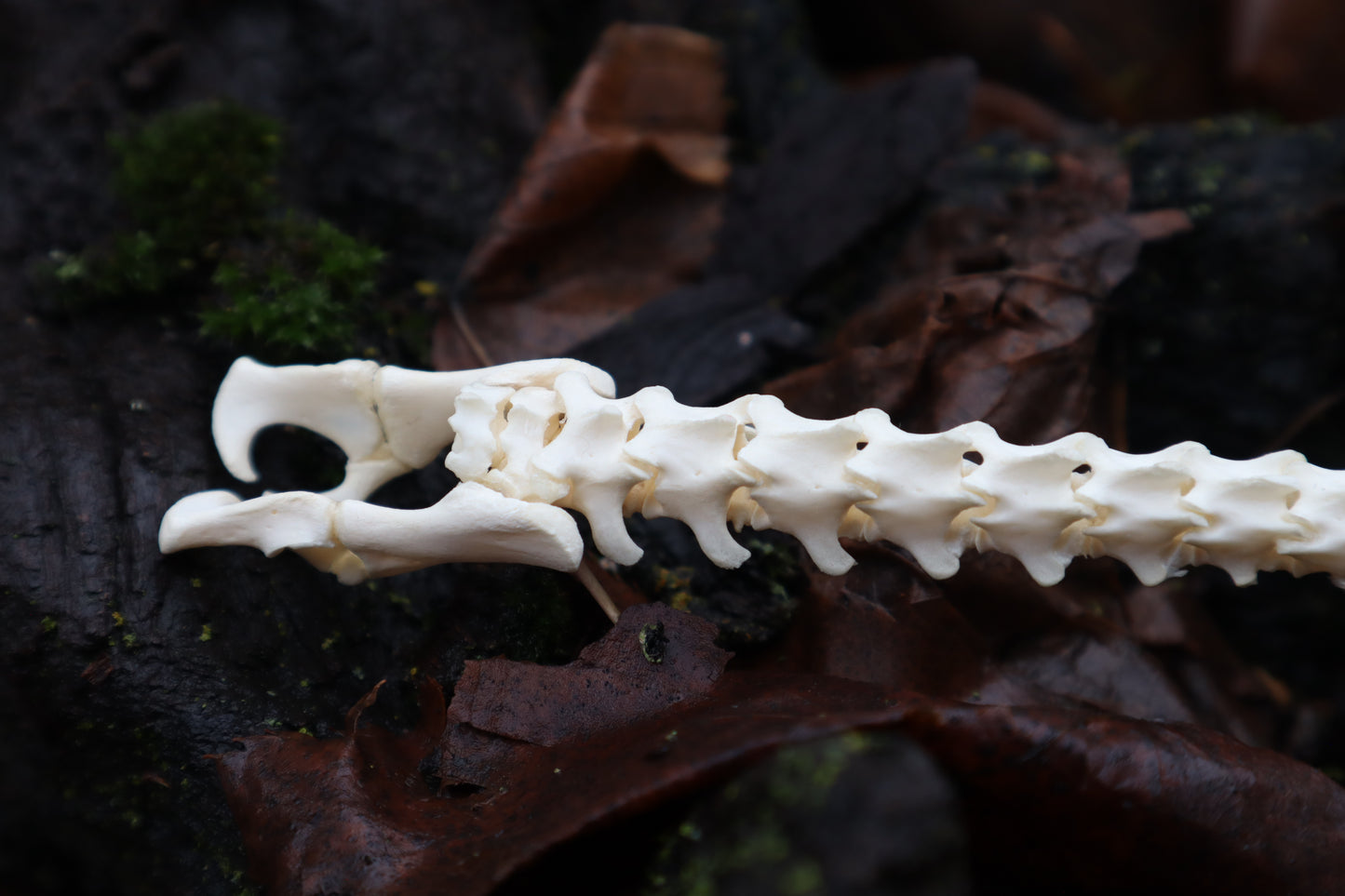 Kitten Spine Shadow Box
