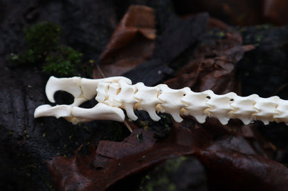 Kitten Spine Shadow Box