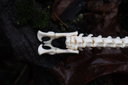 Kitten Spine Shadow Box