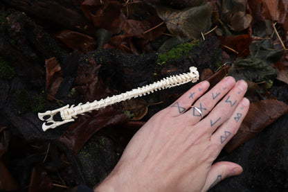 Kitten Spine Shadow Box