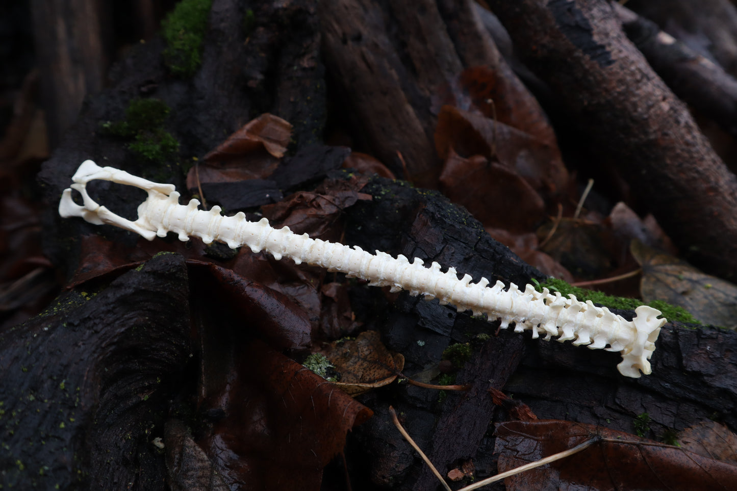 Kitten Spine Shadow Box