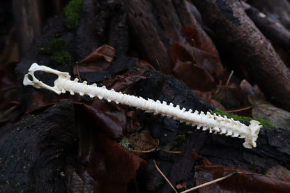 Kitten Spine Shadow Box
