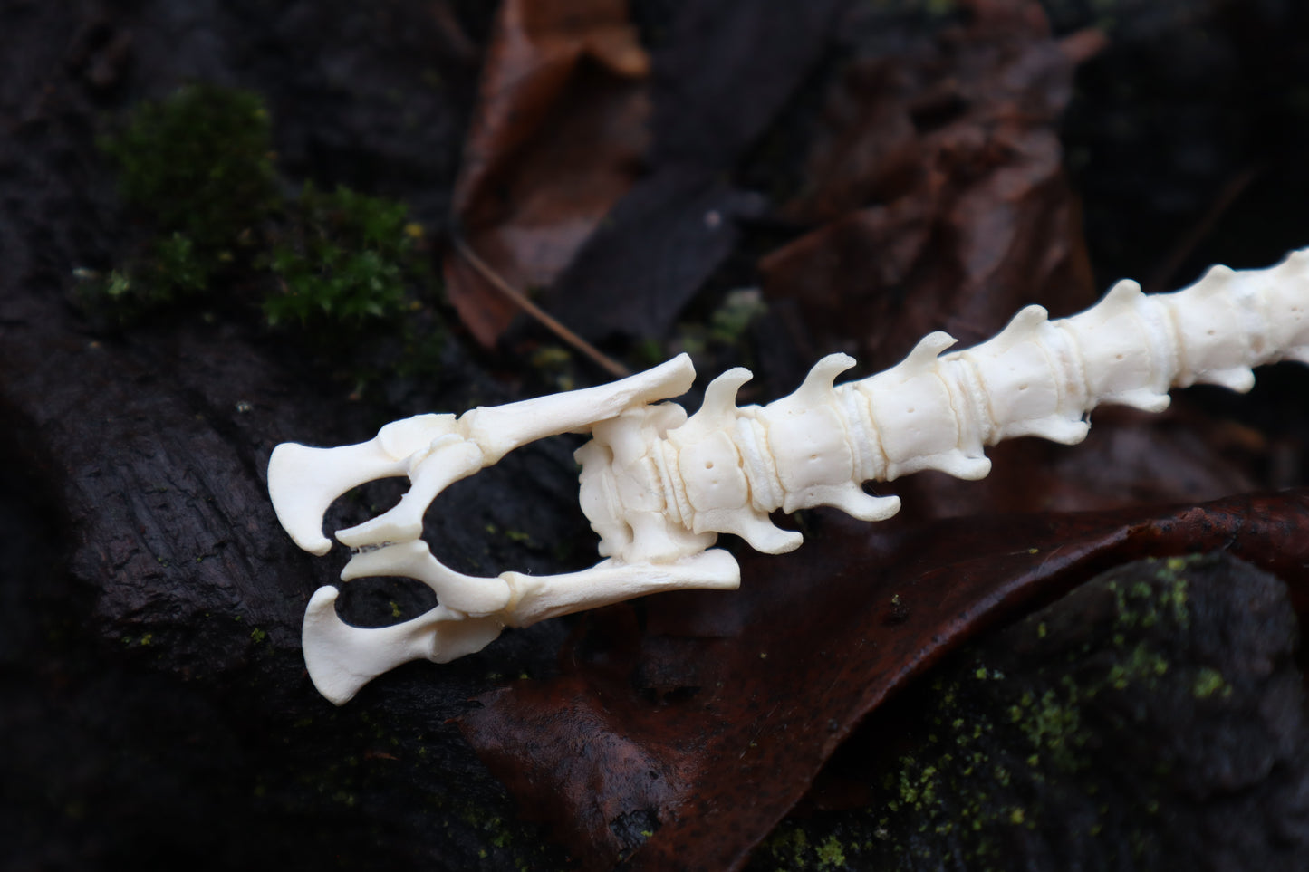 Kitten Spine Shadow Box