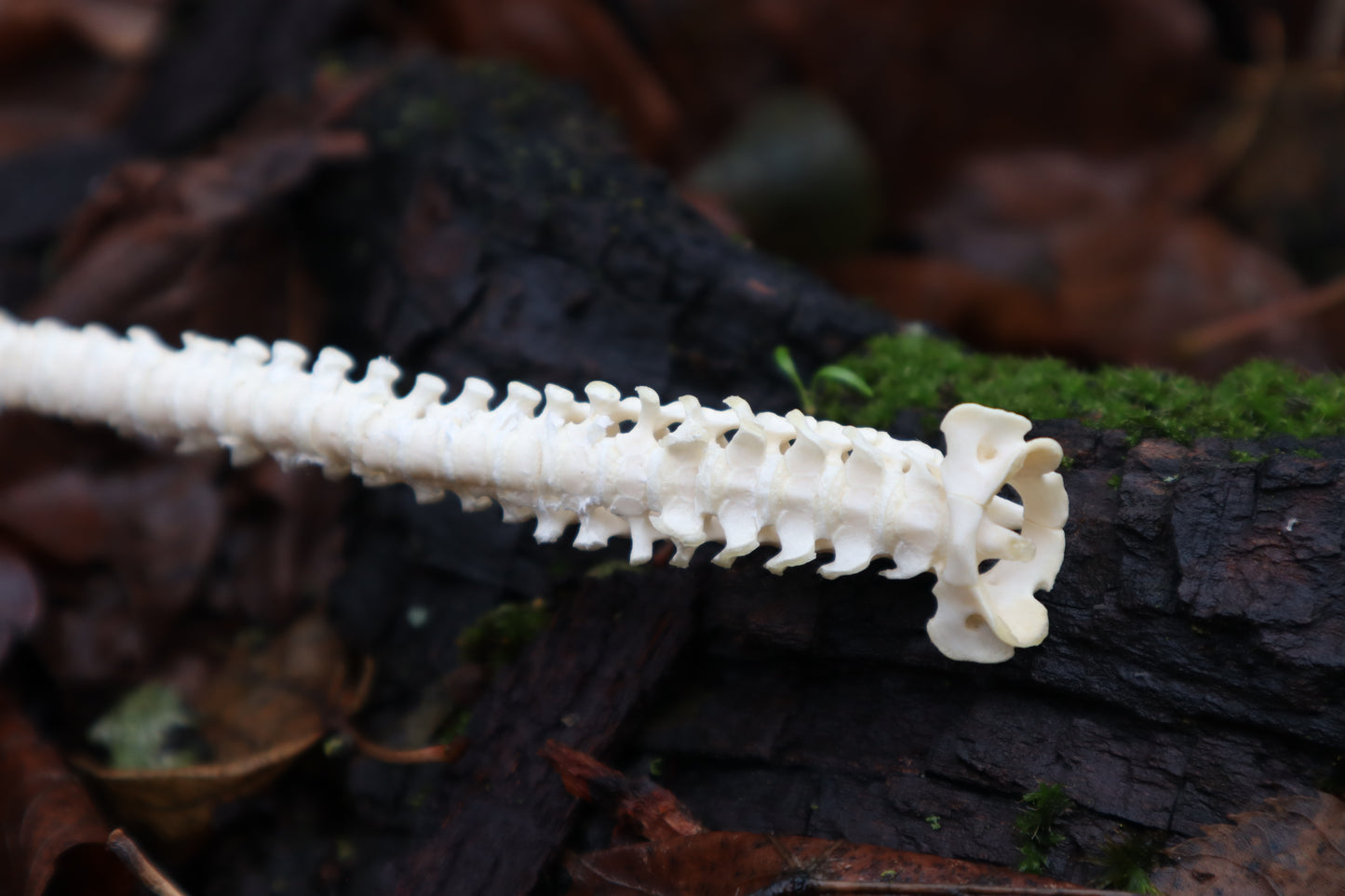 Kitten Spine Shadow Box