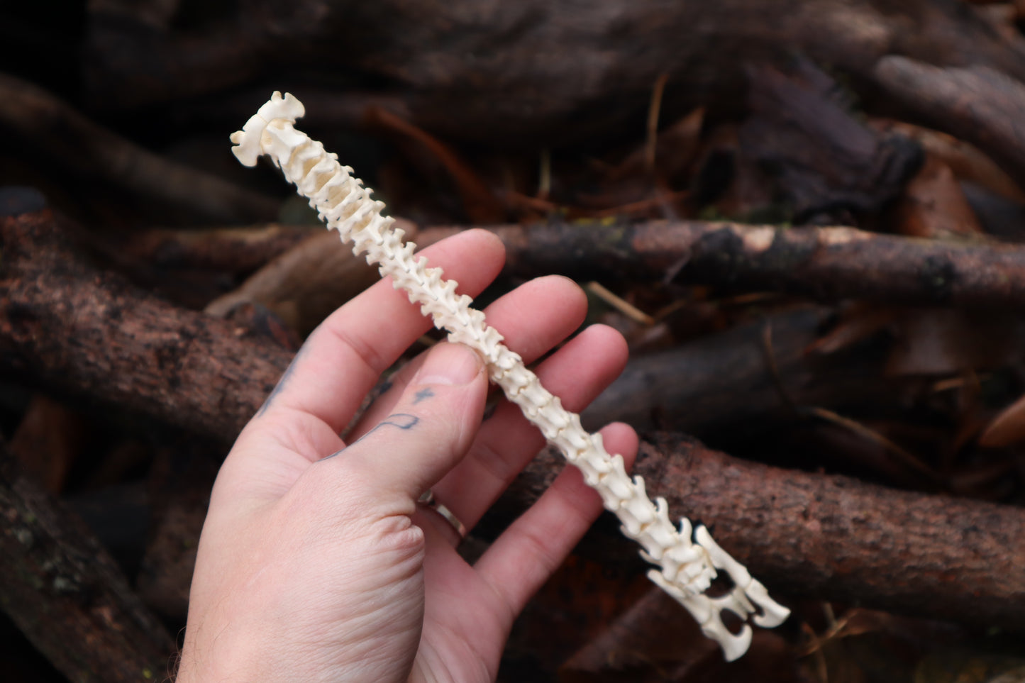 Kitten Spine Shadow Box