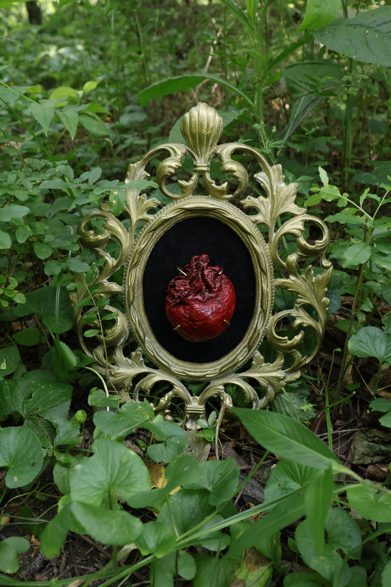 Dry Preserved Coyote Heart