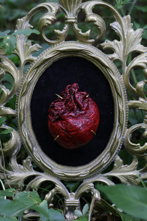 Dry Preserved Coyote Heart