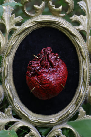 Dry Preserved Coyote Heart