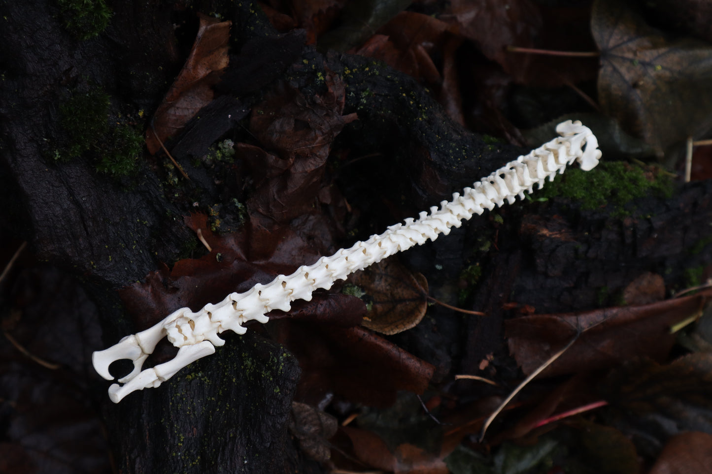 Kitten Spine Shadow Box