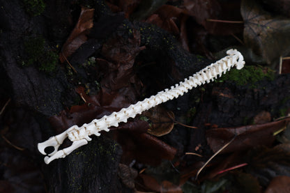 Kitten Spine Shadow Box