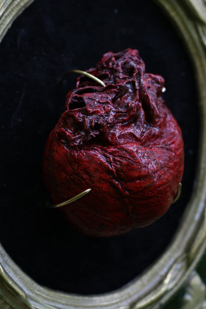 Dry Preserved Coyote Heart
