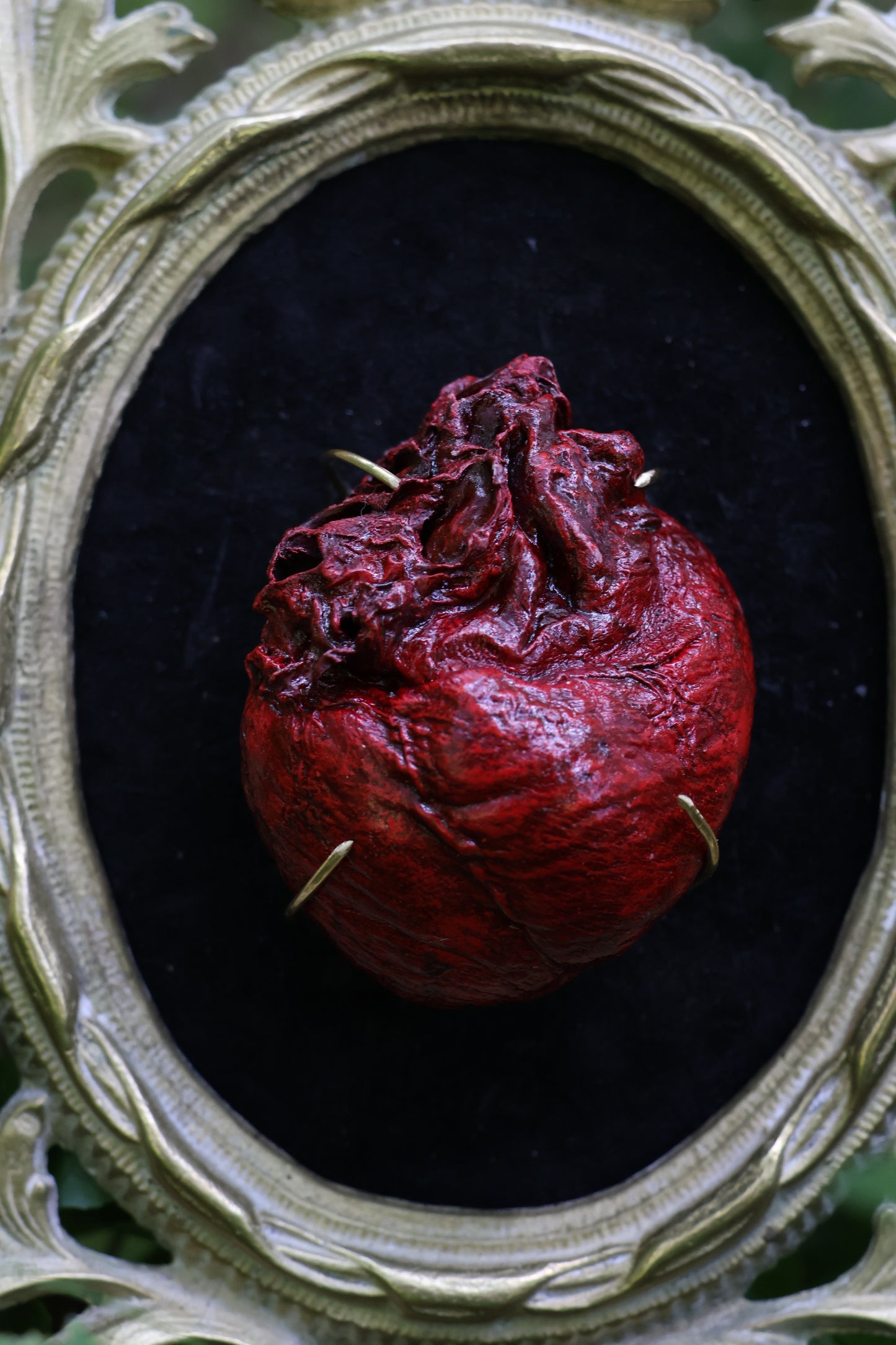 Dry Preserved Coyote Heart