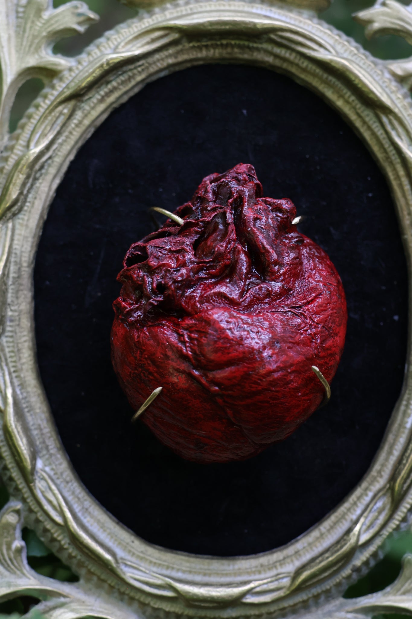 Dry Preserved Coyote Heart