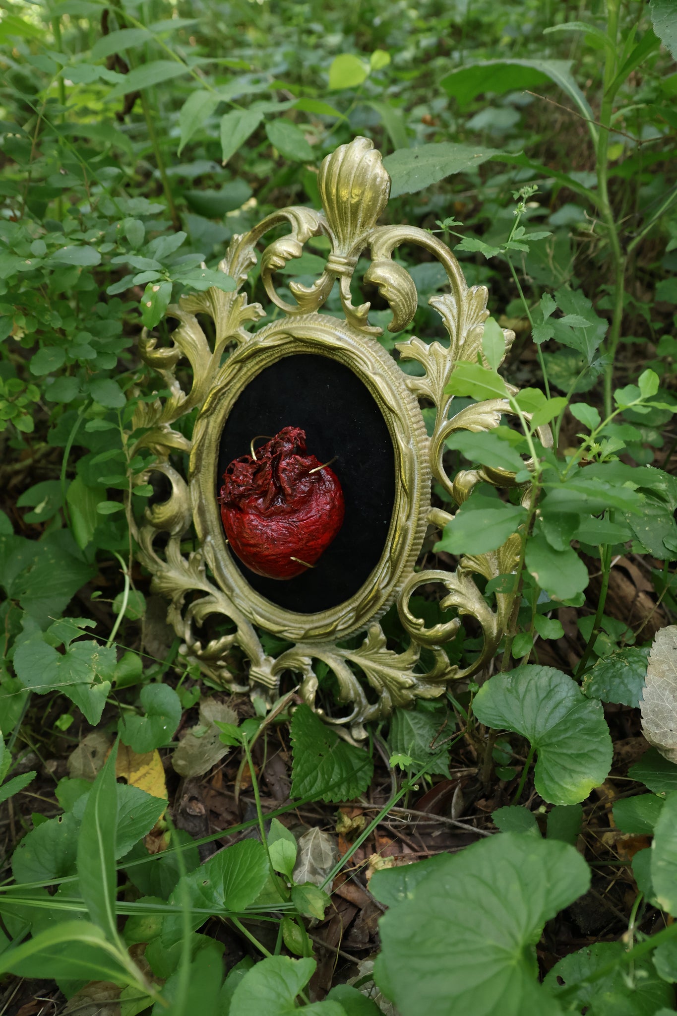 Dry Preserved Coyote Heart