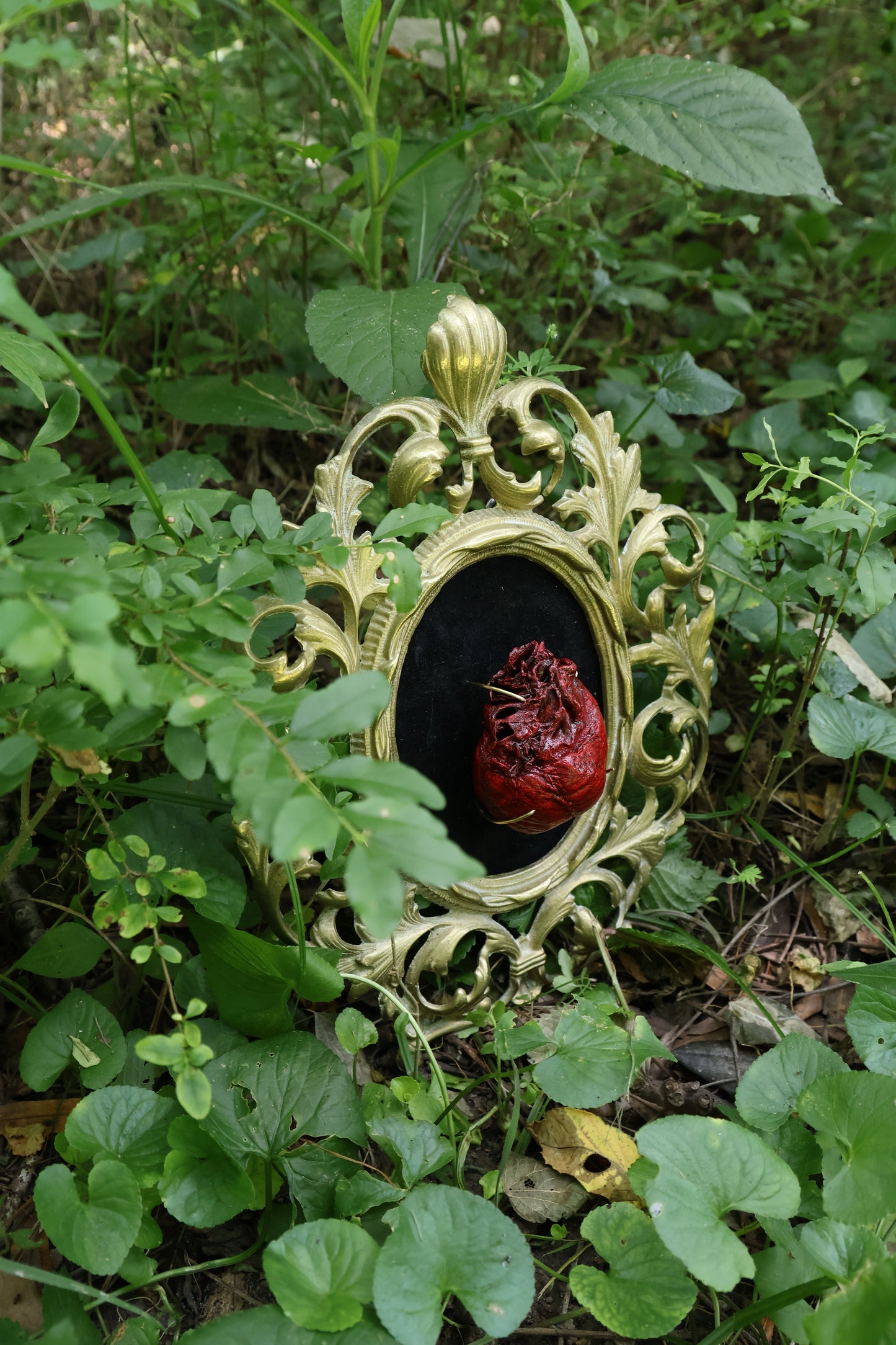 Dry Preserved Coyote Heart