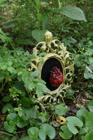 Dry Preserved Coyote Heart