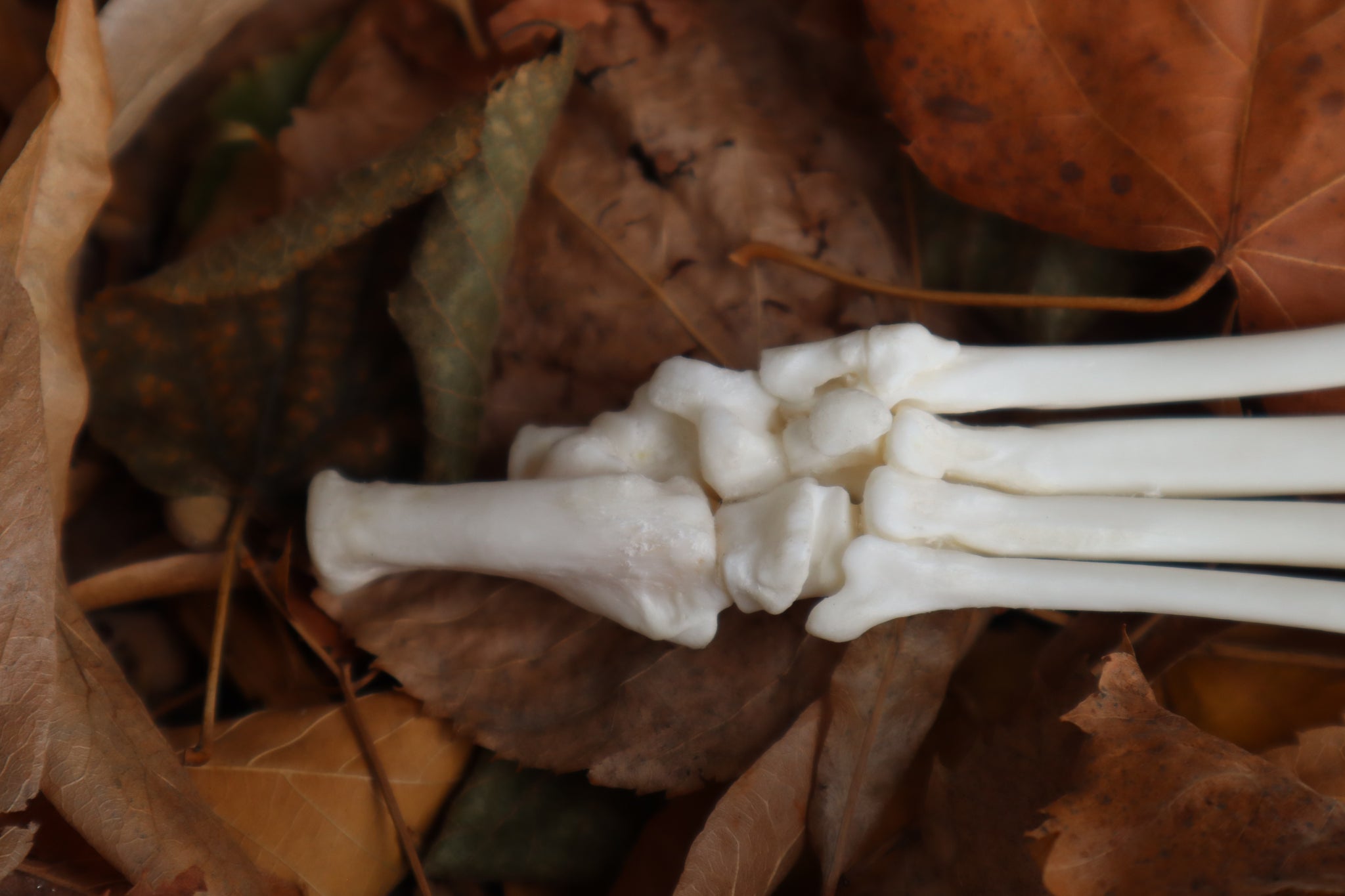 Bobcat Paw Articulation