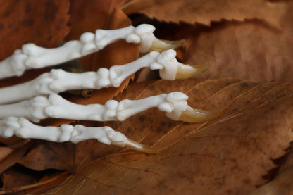 Bobcat Paw Articulation