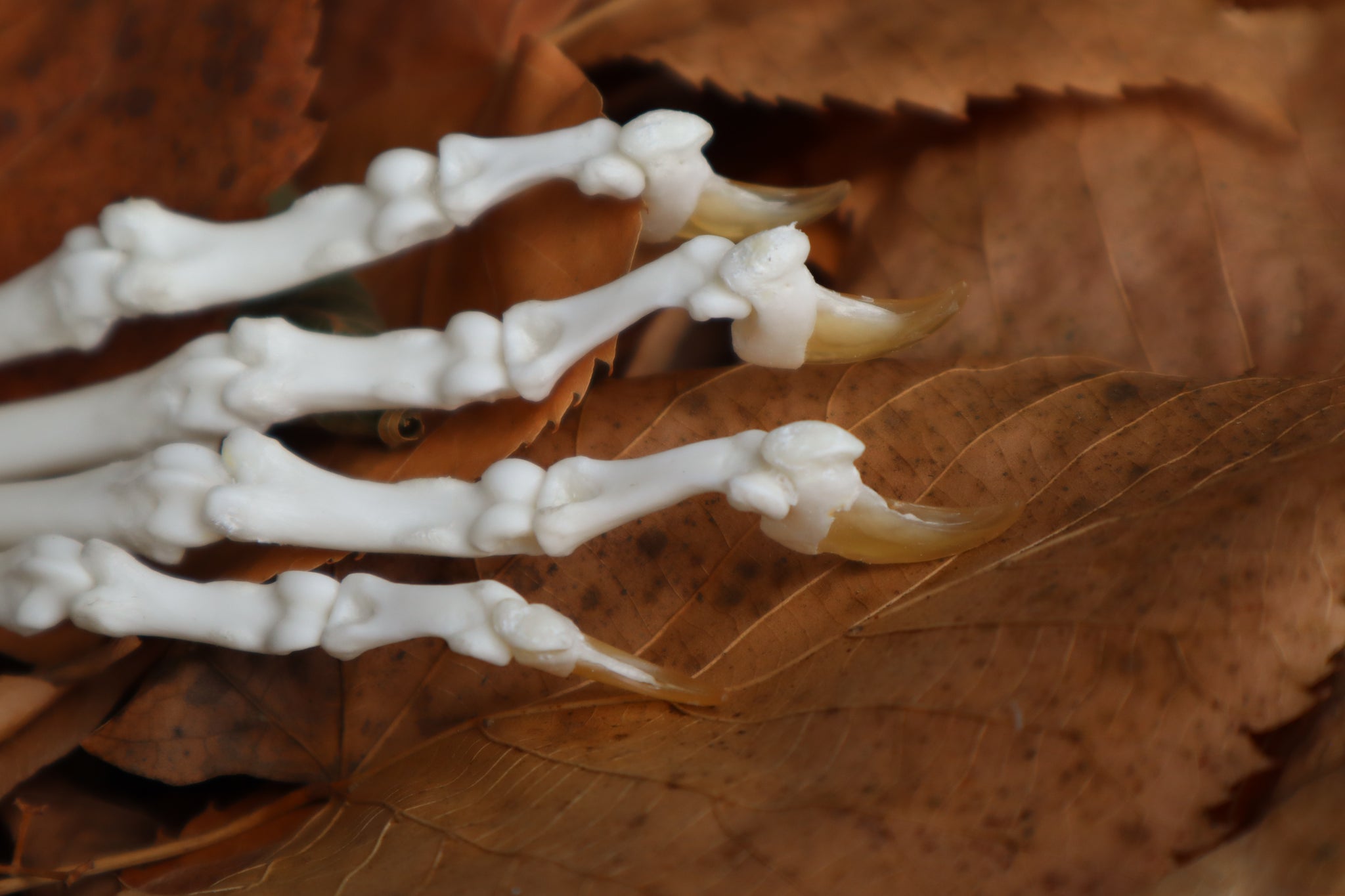 Bobcat Paw Articulation