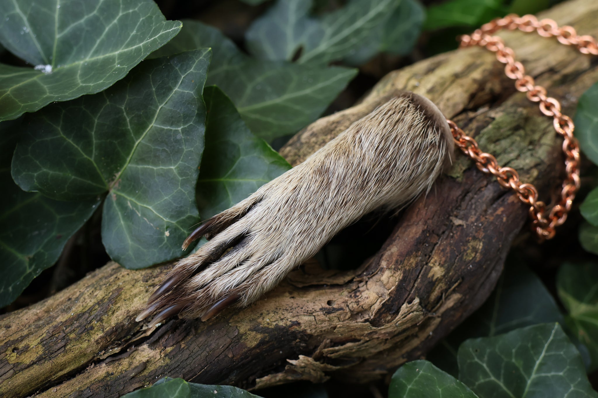 Raccoon Paw Pendulum