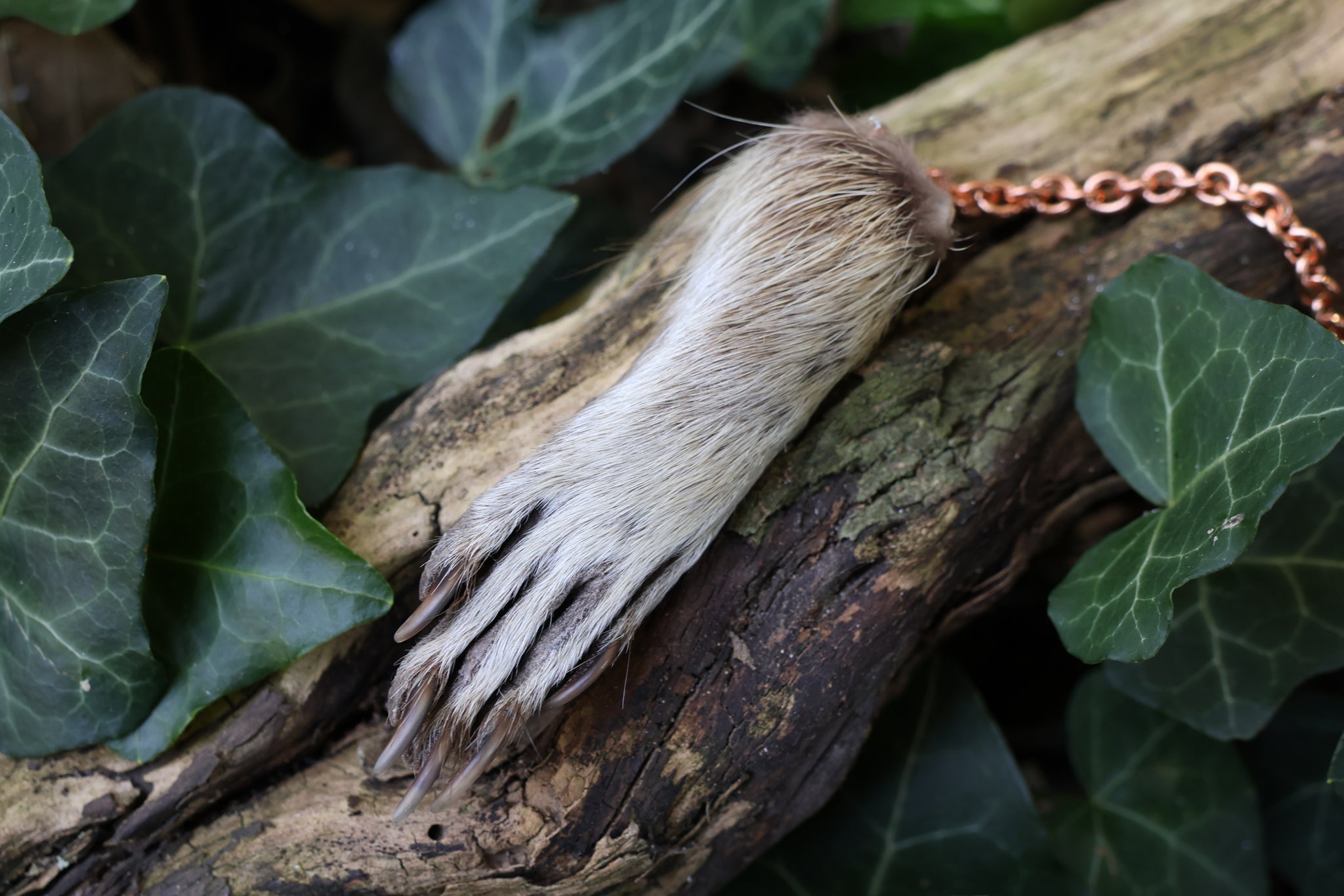 Raccoon Paw Pendulum