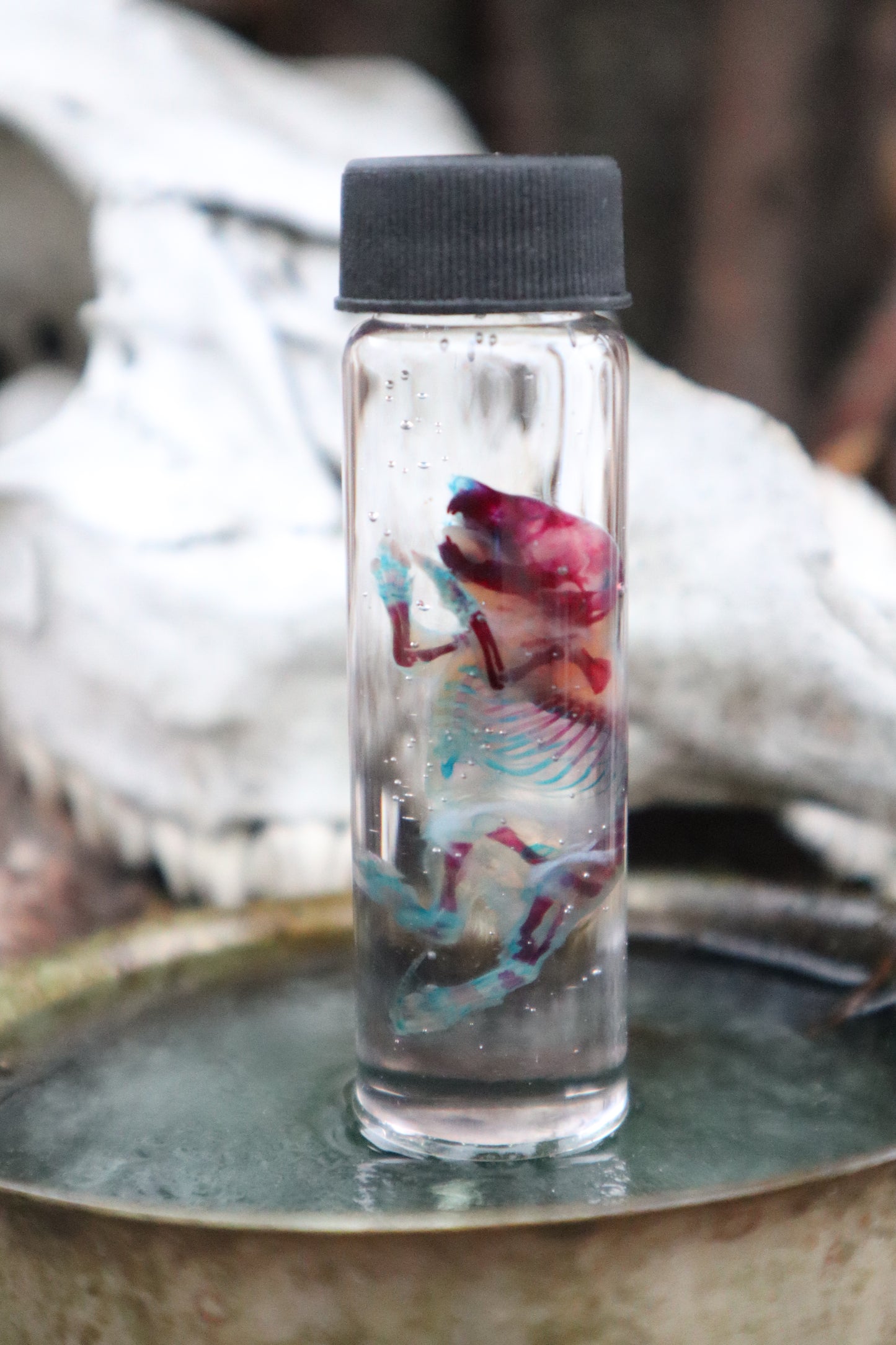 Pathological Diaphonized Baby Mouse
