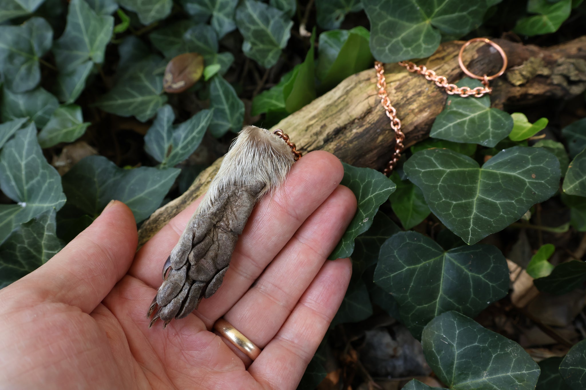 Raccoon Paw Pendulum