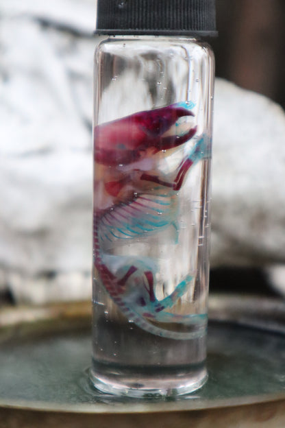 Pathological Diaphonized Baby Mouse