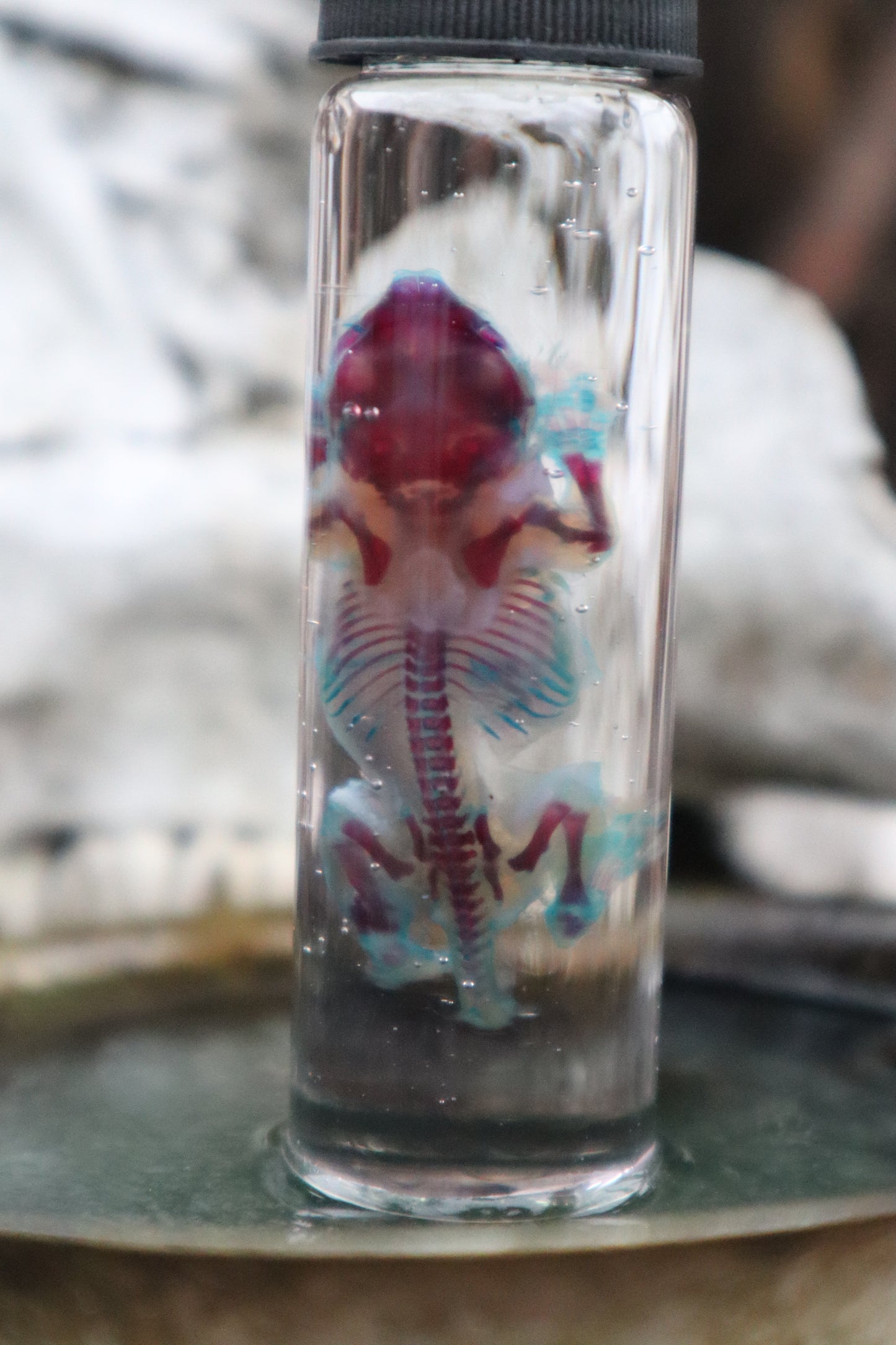 Pathological Diaphonized Baby Mouse