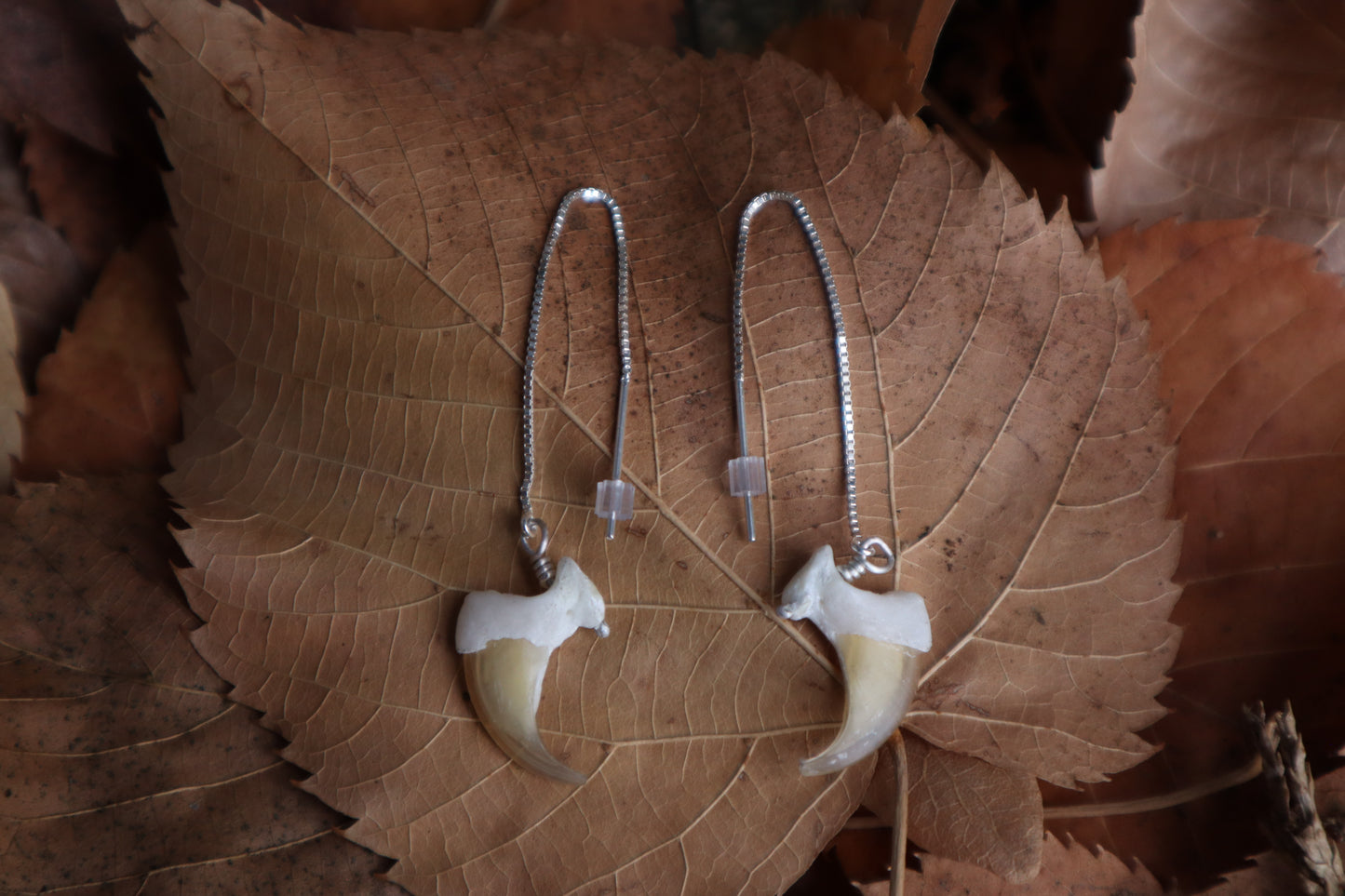 Bobcat Claw Earrings - .925 Silver