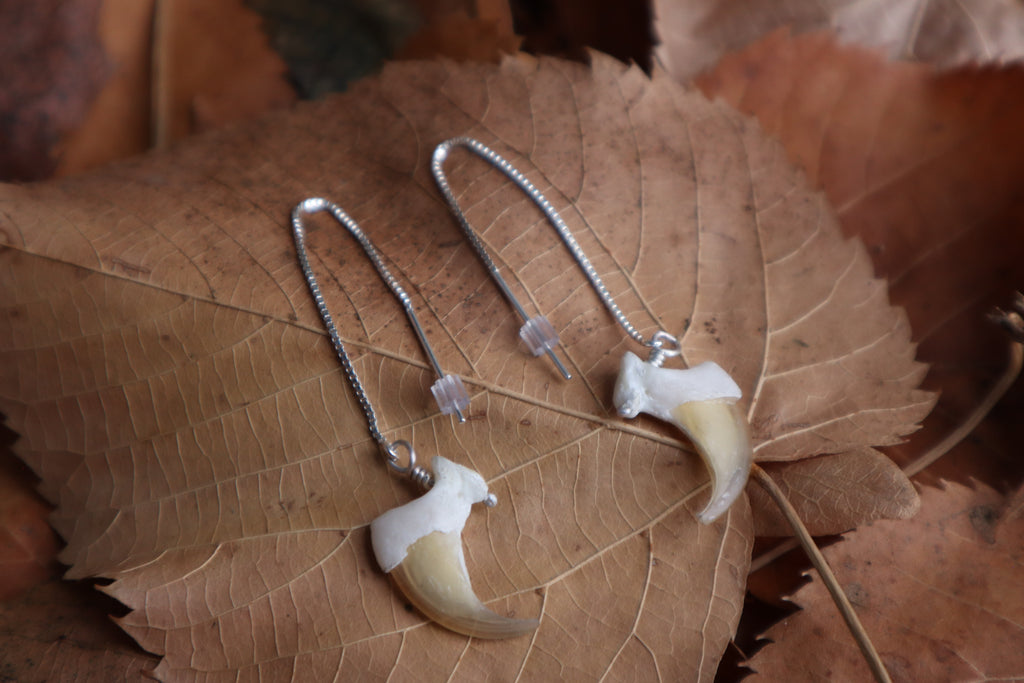 Bobcat Claw Earrings - .925 Silver