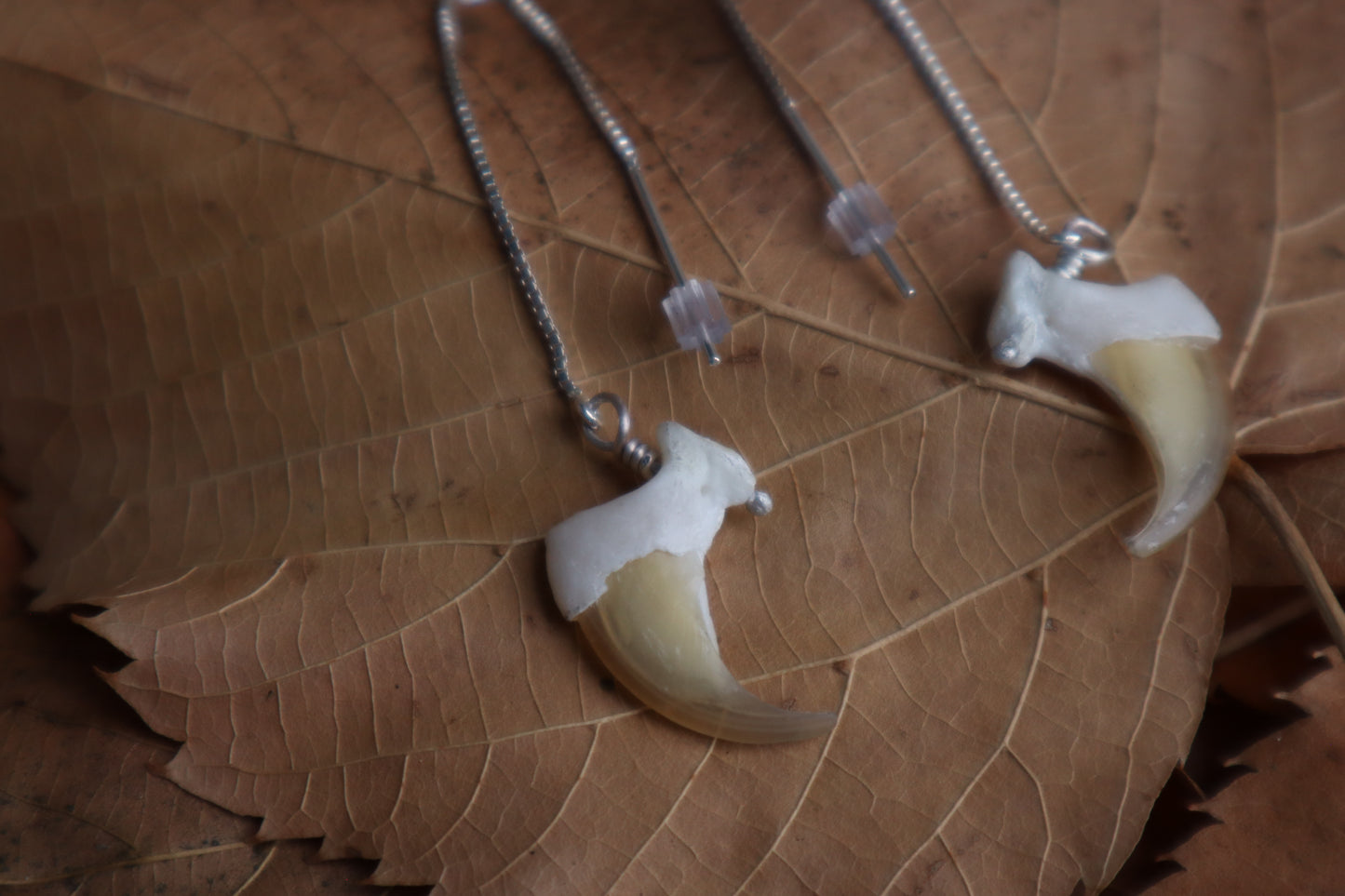 Bobcat Claw Earrings - .925 Silver