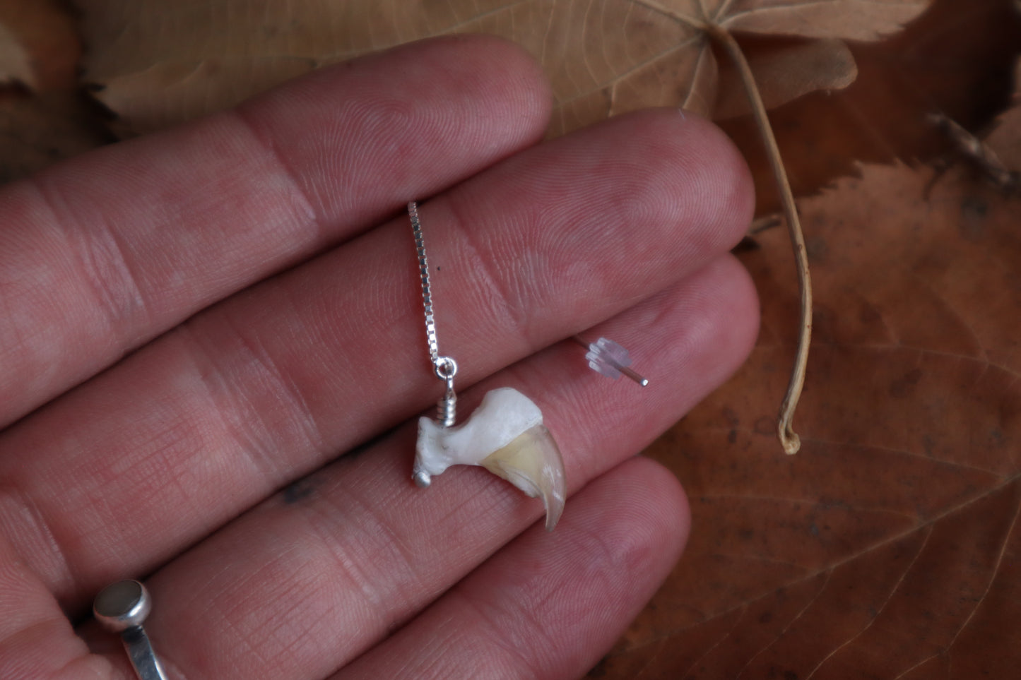 Bobcat Claw Earring Single - .925 Silver