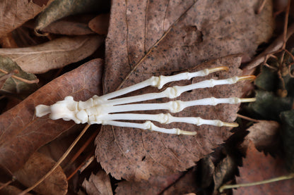 Reserved for Brooke - Pine Marten Paw Articulation