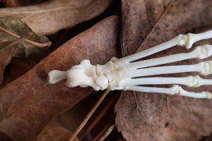 Reserved for Brooke - Pine Marten Paw Articulation