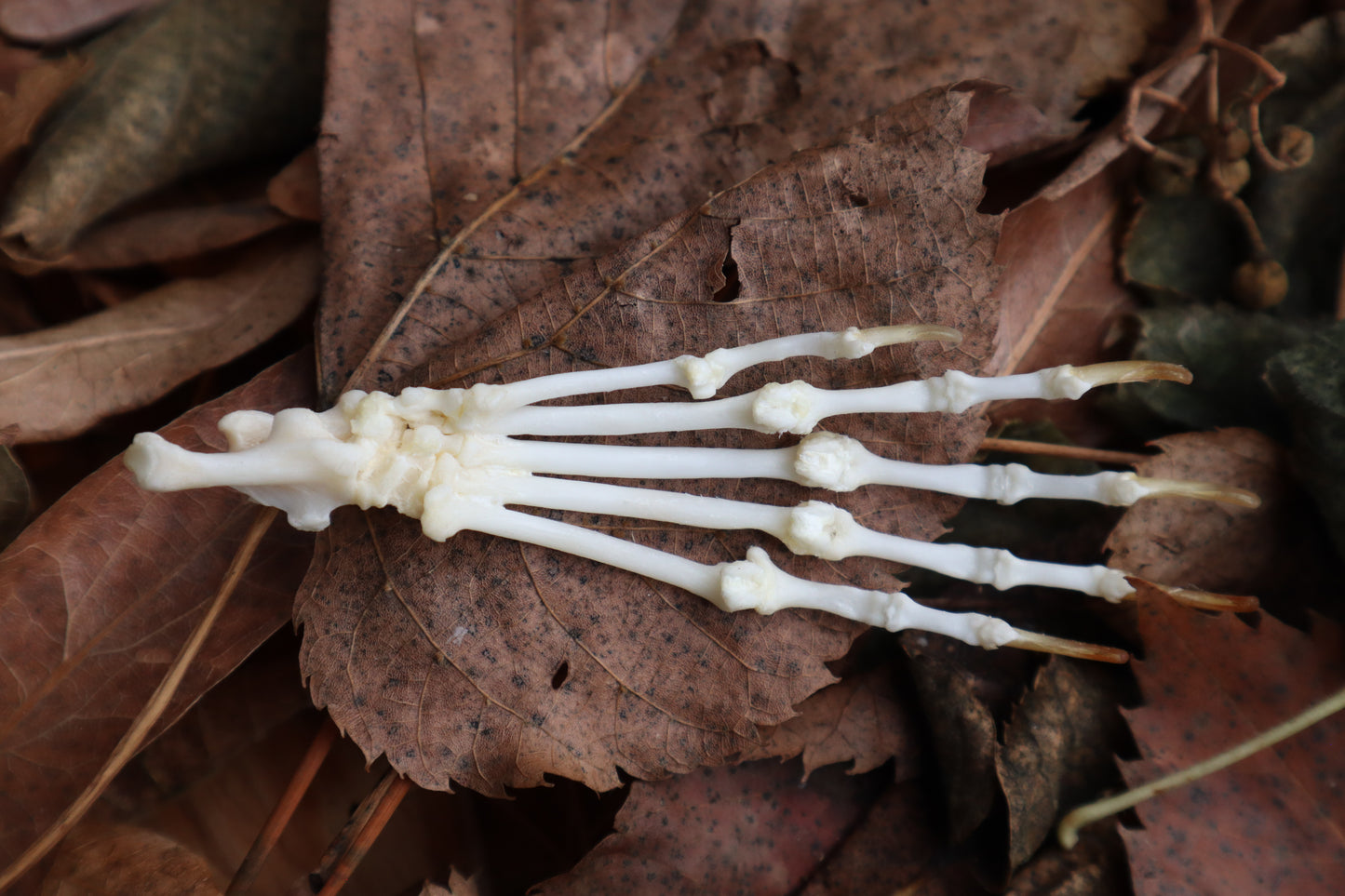 Reserved for Brooke - Pine Marten Paw Articulation