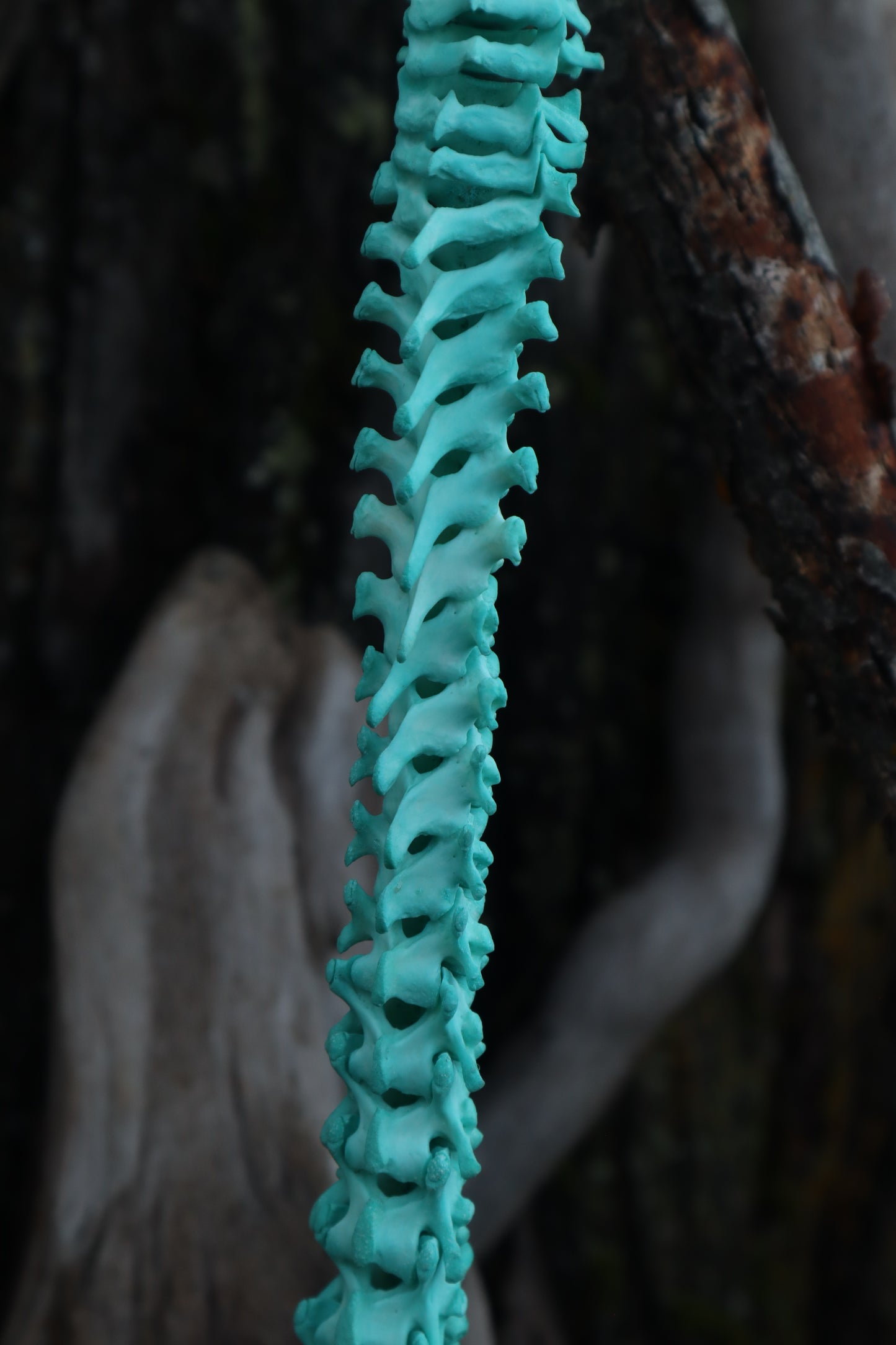 Copper Porcupine Spinal Column Articulation