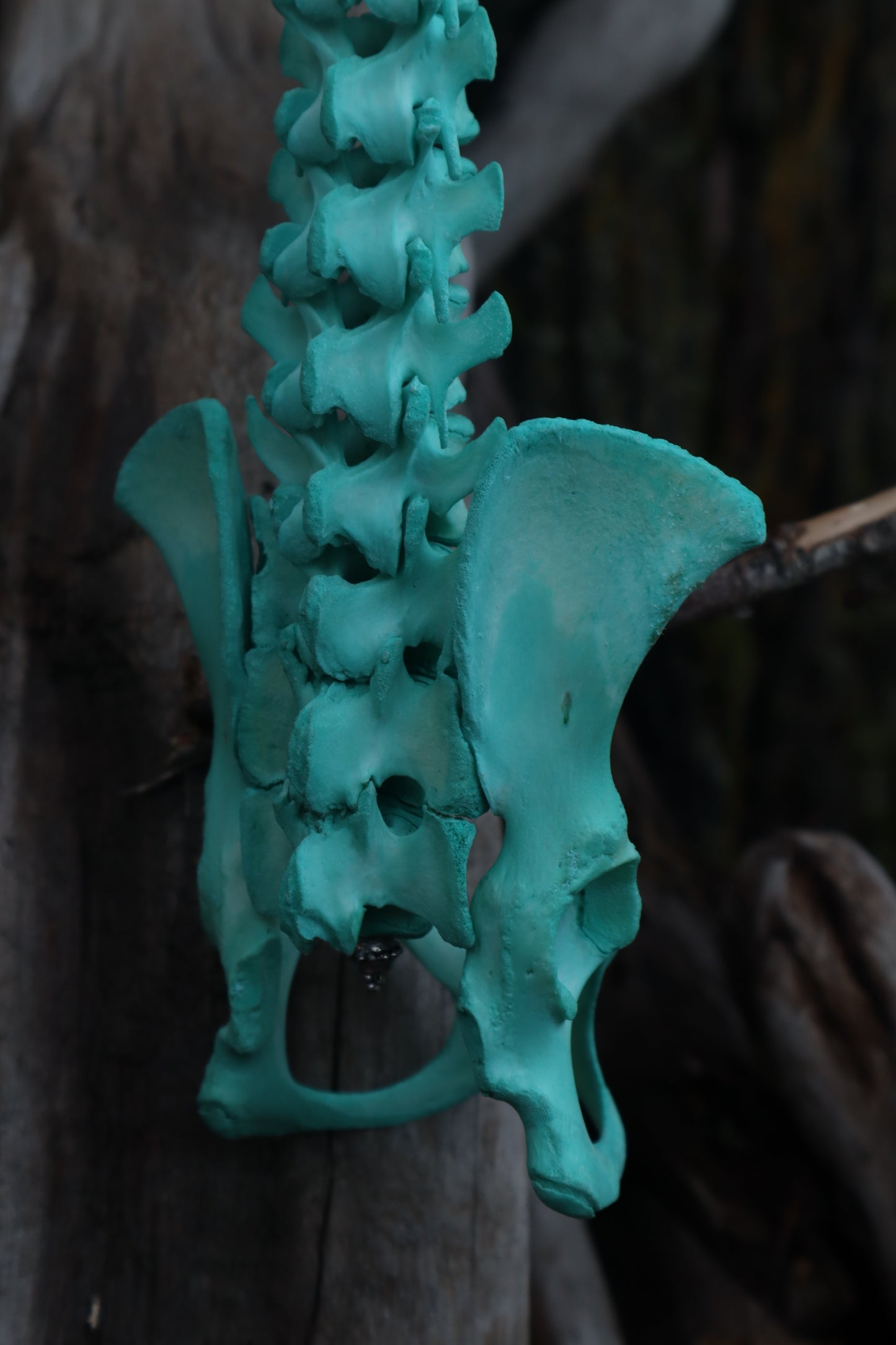 Copper Porcupine Spinal Column Articulation