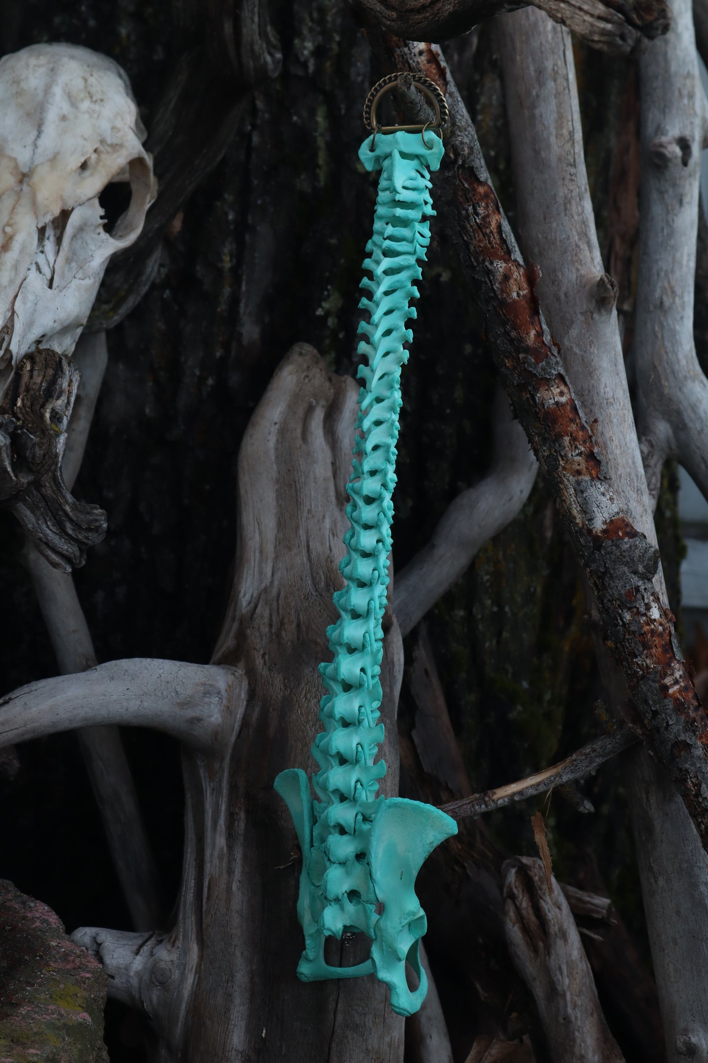 Copper Porcupine Spinal Column Articulation